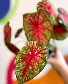 Caladium pink queen (jiffy sized plant)