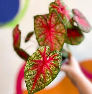 Caladium pink queen (jiffy sized plant) - Image 2