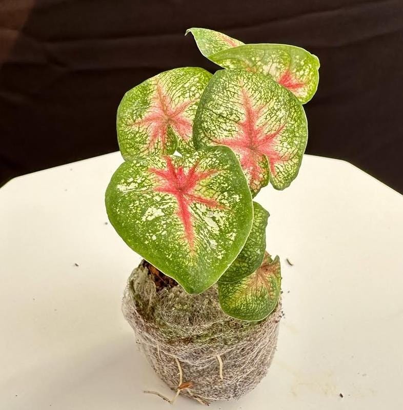 Caladium pink queen (jiffy sized plant) - Image 4