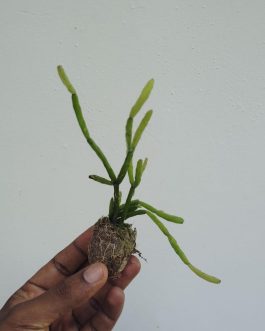 Giant pencil cactus (jiffy sized)