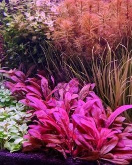 Samolus Parviflorus Red (tc cup)