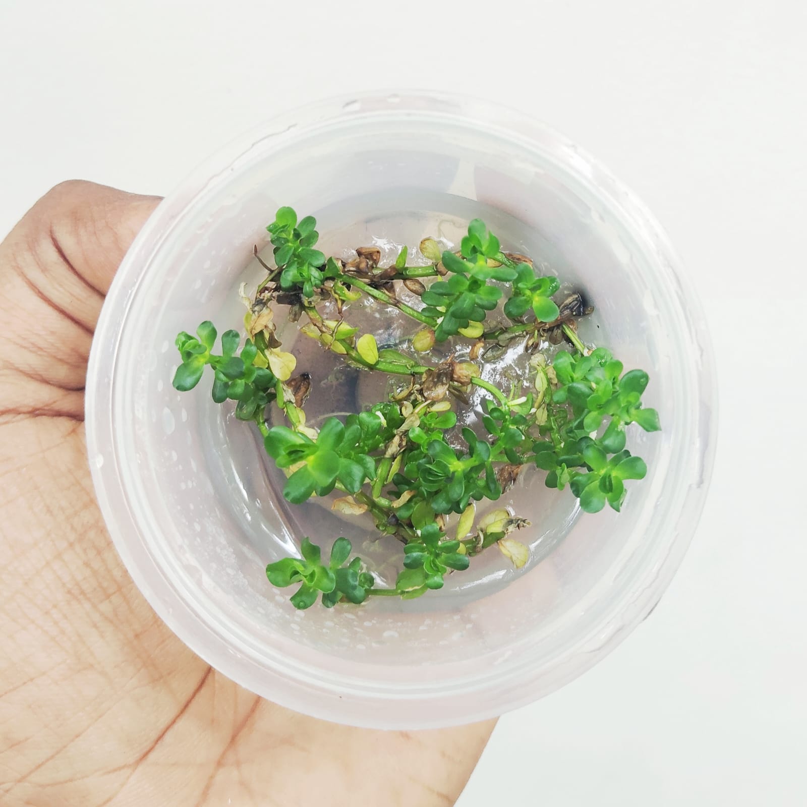 Ammania Sp Bonsai (tc cup) - Image 4