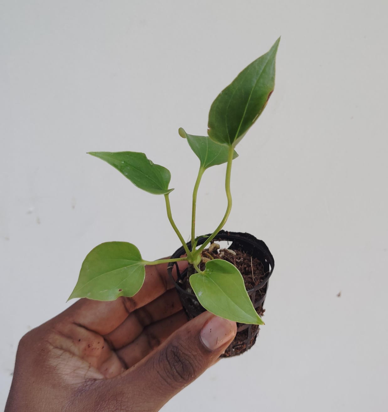 Anthurium Brownii (small single plant pot) - Image 5