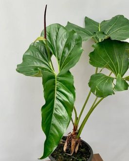 Anthurium Brownii (small single plant pot)