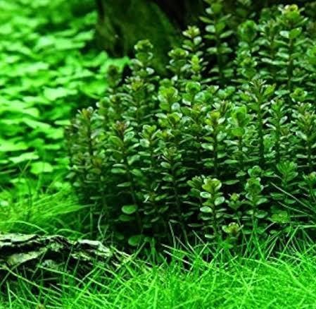 Ammania Sp Bonsai (tc cup) - Image 2