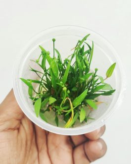 Echinodorus Tenellus Sp Broad Leaf (tc cup)