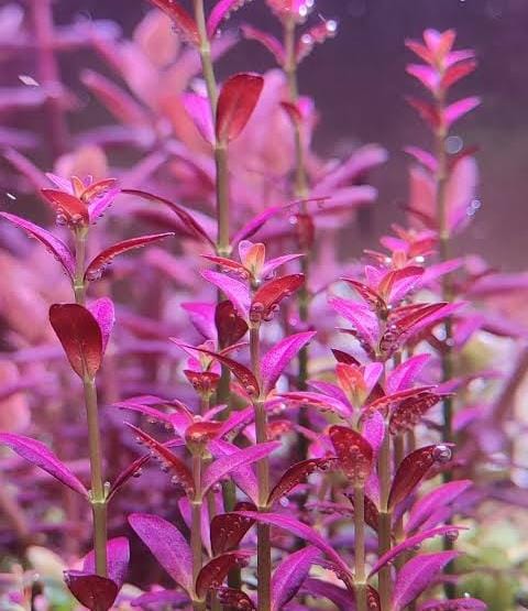 Rotala Ramosior Florida (tc cup) - Image 3