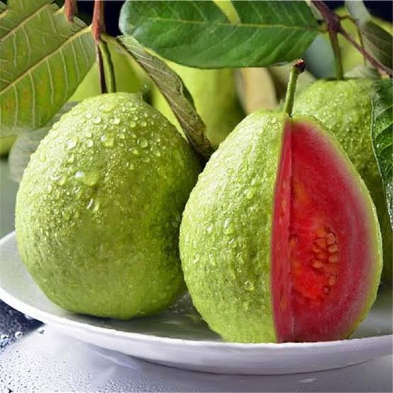 Taiwan Pink Guava Plant (single plant) - Image 3