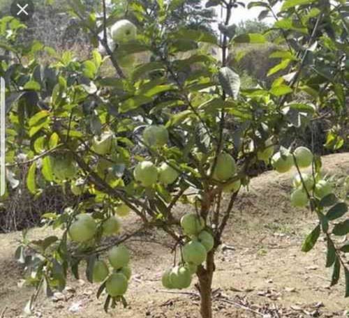 Taiwan Pink Guava Plant (single plant)