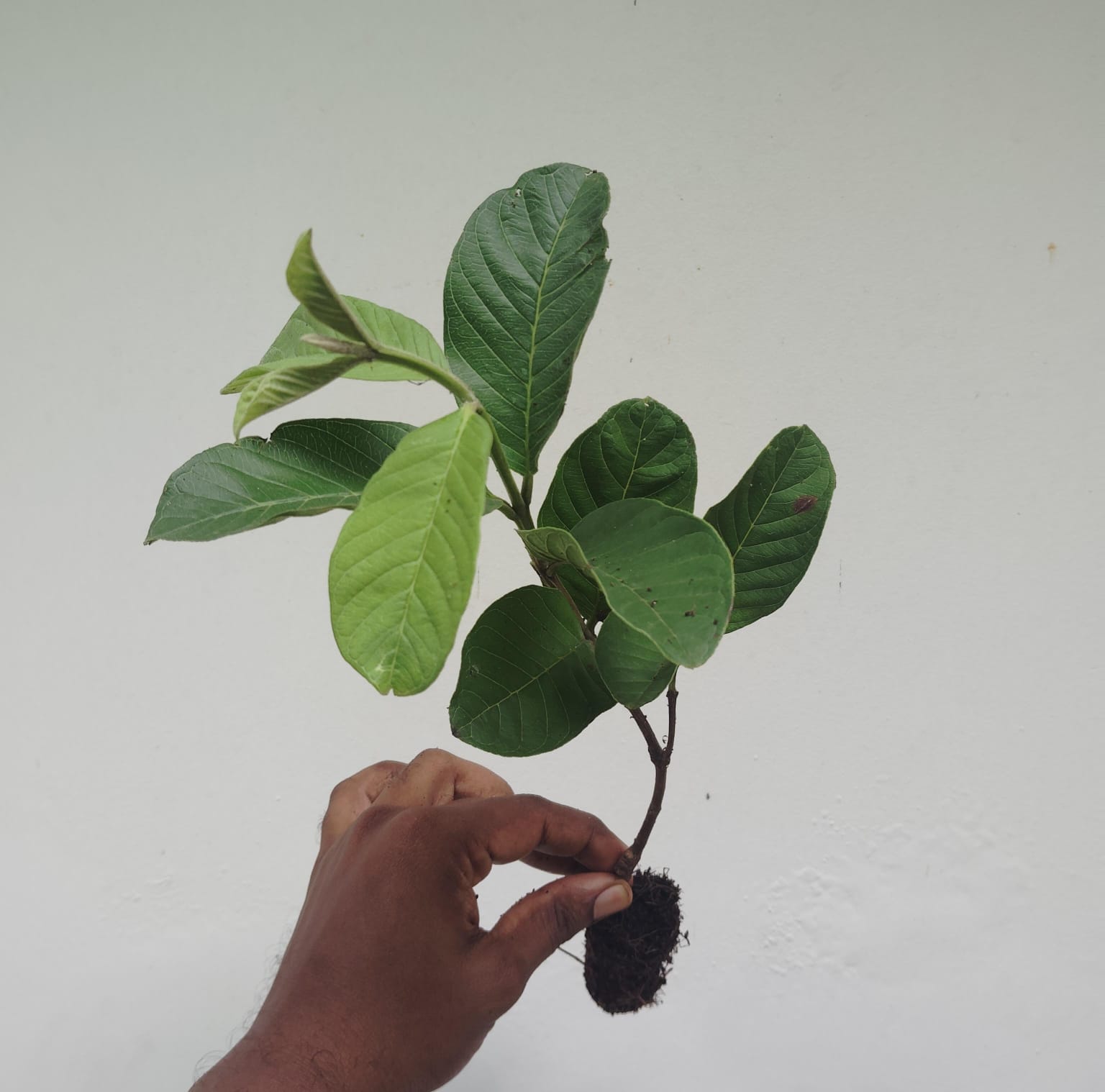 Taiwan Pink Guava Plant (single plant) - Image 2