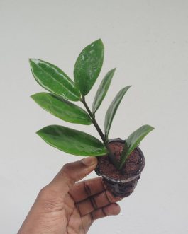 Green zz plant (net pot sized)