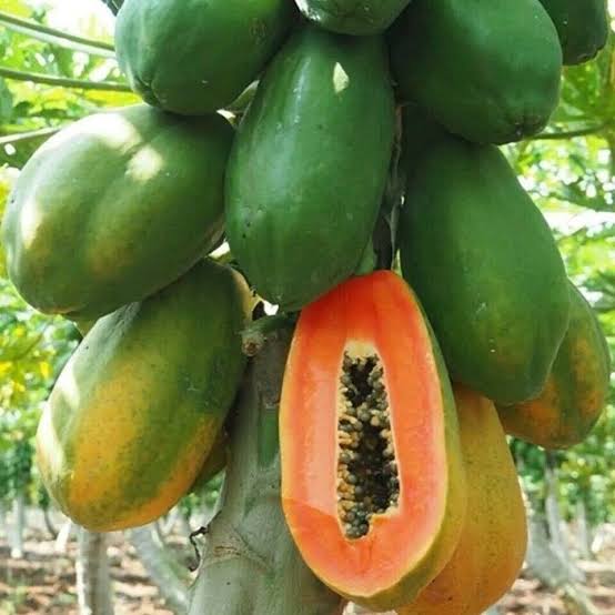 Taiwan red lady papaya (single plant)