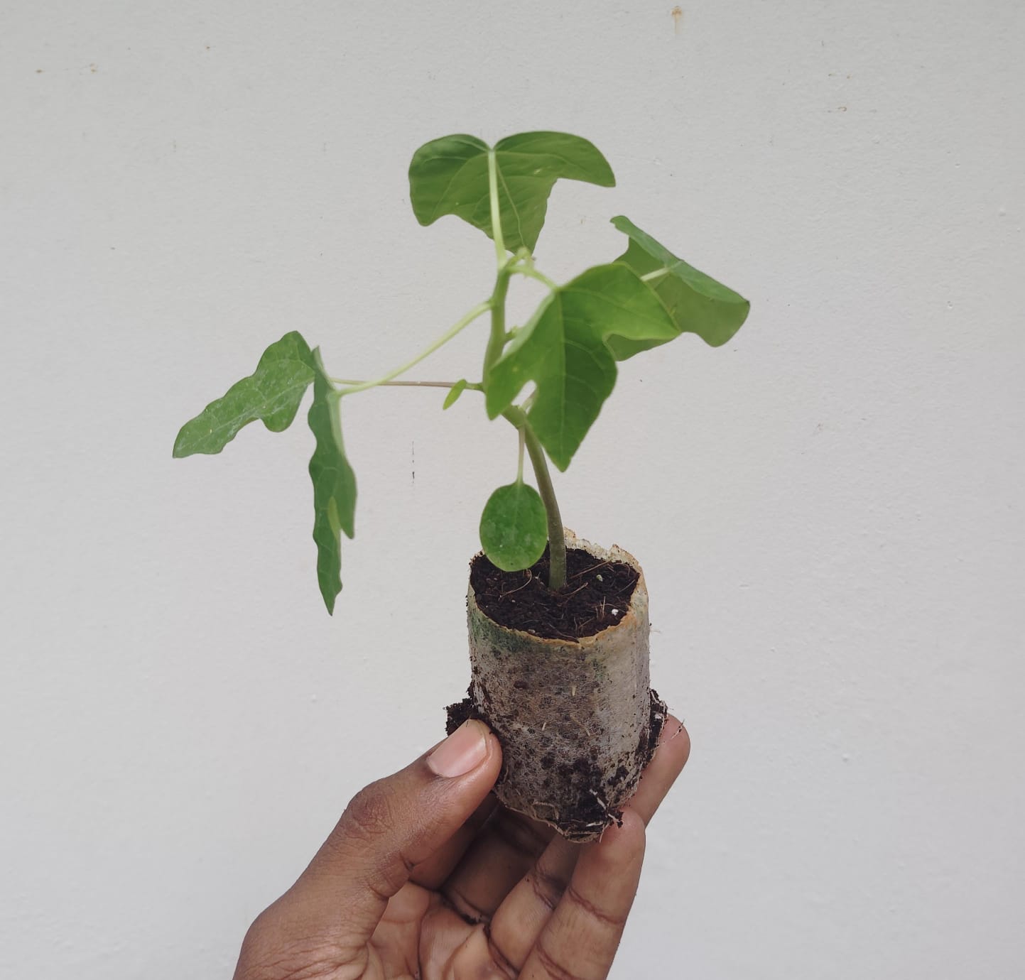 Taiwan red lady papaya (single plant) - Image 4