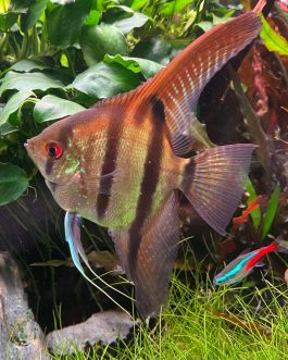 Red back amapa angel fish Breeding pair