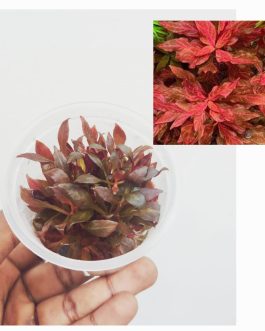 Alternanthera Reineckii Variegated (tc cup)