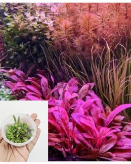 Samolus Parviflorus Red (tc cup)