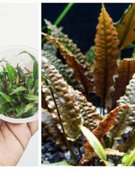 Cryptocoryne wenditii brown  (tc cup)