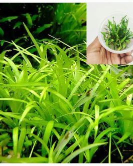 Echinodorus Tenellus Sp Broad Leaf (tc cup)