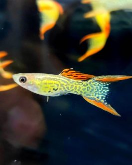 Red lace double sword guppy ( pair)