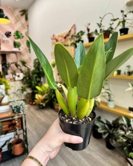 Philodendron Martianum Fat Boy (medium sized pot plant)