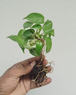 Philodendron Pedatum Laciniatum (jiffy sized)