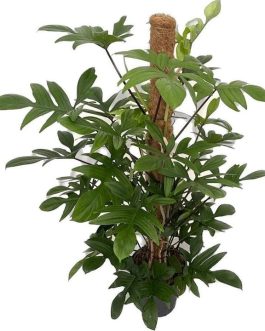 Philodendron Pedatum Laciniatum (jiffy sized)