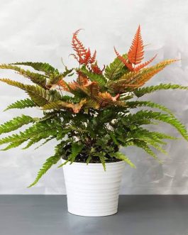 Tricolor Fern/ THREE COLOUR BRAKE FERN/ Pteris quadriaurita Tricolor (jiffy sized)