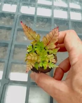 Tricolor Fern/ THREE COLOUR BRAKE FERN/ Pteris quadriaurita Tricolor (jiffy sized)