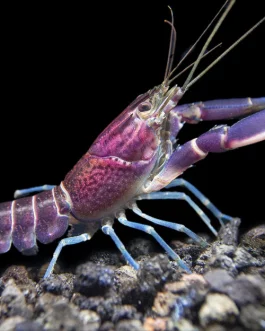 Purple cray fish large sized pair ( 2 to 2.5  inch sized)