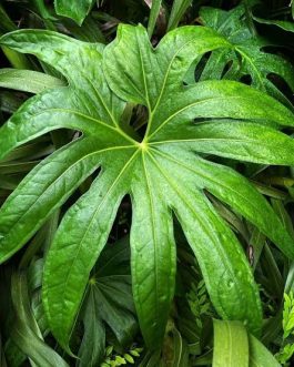 Anthurium Pedatoradiatum (small sized)