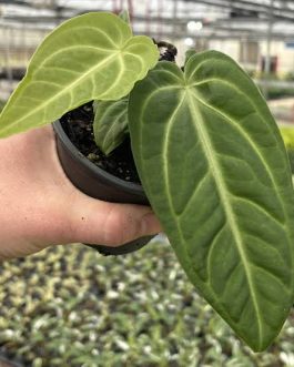 Anthurium villenaorum (small sized)