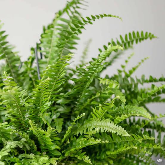 Blue bell boston fern (jiffy clump) - Image 3