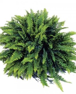 Blue bell boston fern (jiffy clump)