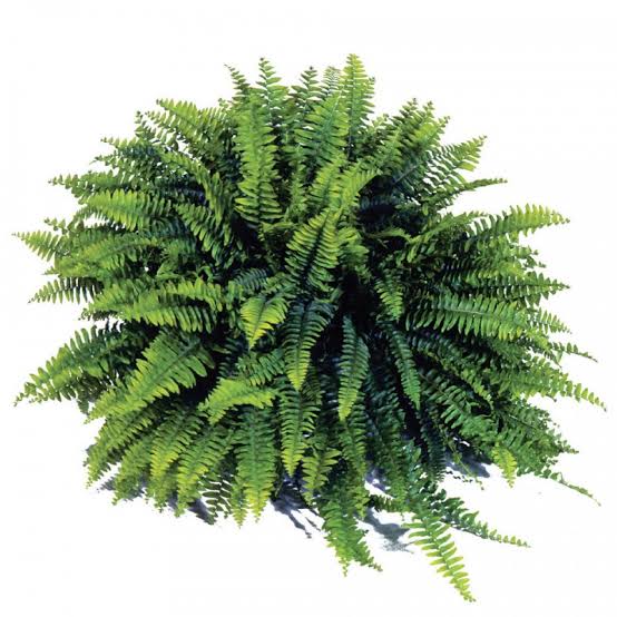 Blue bell boston fern (jiffy clump)