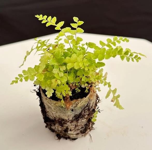 Blue bell boston fern (jiffy clump) - Image 5