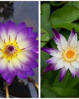 Ratsameechan, purple joy waterlily 365 days bloomer combo ( 2 flowering plants)
