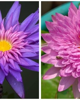 Tidaswan, chompu pattara waterlily 365 days bloomer combo ( 2 flowering plants)