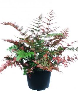 Japanese Rosy Buckler Fern/ Koidzuma’s Wood Fern/  Dryopteris koidzumiana (jiffy plant)