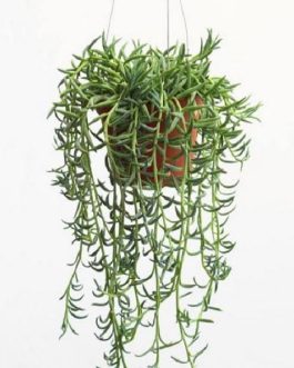 String of banana (jiffy sized plant)