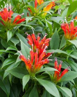 Lipstick fireworks (jiffy sized plant)