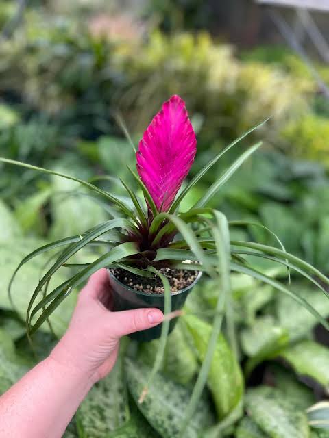 Tillandsia Pink Quill- air plant (single plant) - Image 3