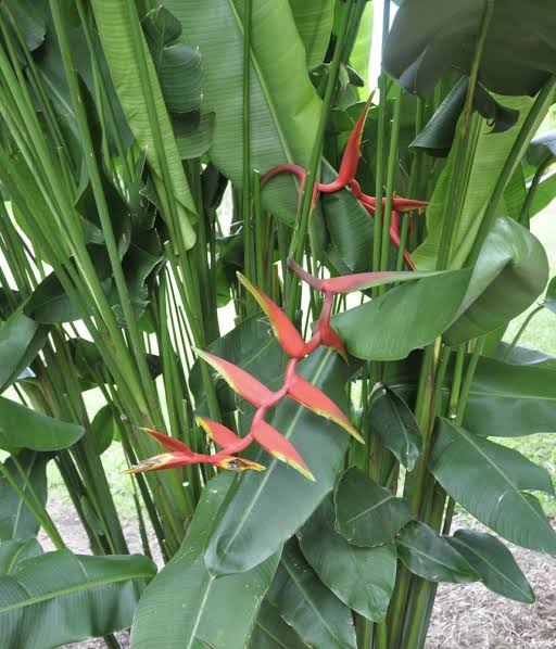 Heliconia Rauliniana (single plant) - Image 5