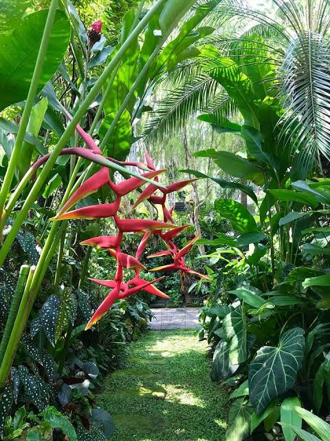 Heliconia Rauliniana (single plant) - Image 3