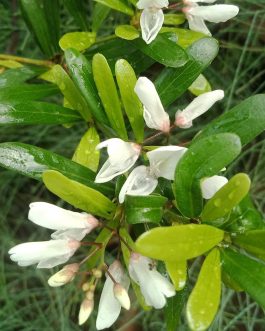 White desmodium ( rare flowering variety)