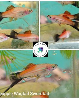 Exotic pineapple Swordtail large sized ( pair)