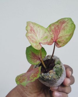 Caladium tricolor (jiffy sized)