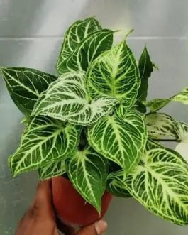 Syngonium Reticulata (jiffy sized plant)