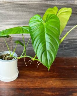 Philodendron Sharoniae (jiffy sized plant)