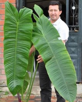 Philodendron Sharoniae (jiffy sized plant)