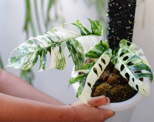 Epipremnum sp Bali Hanoman (medium sized jiffy plant) - Image 3